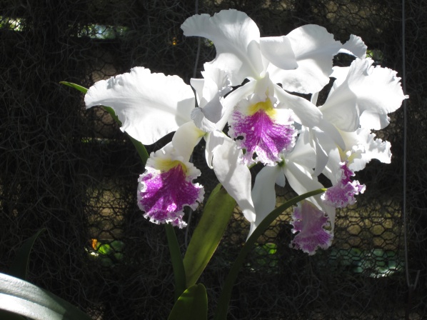 white and lavender orchids